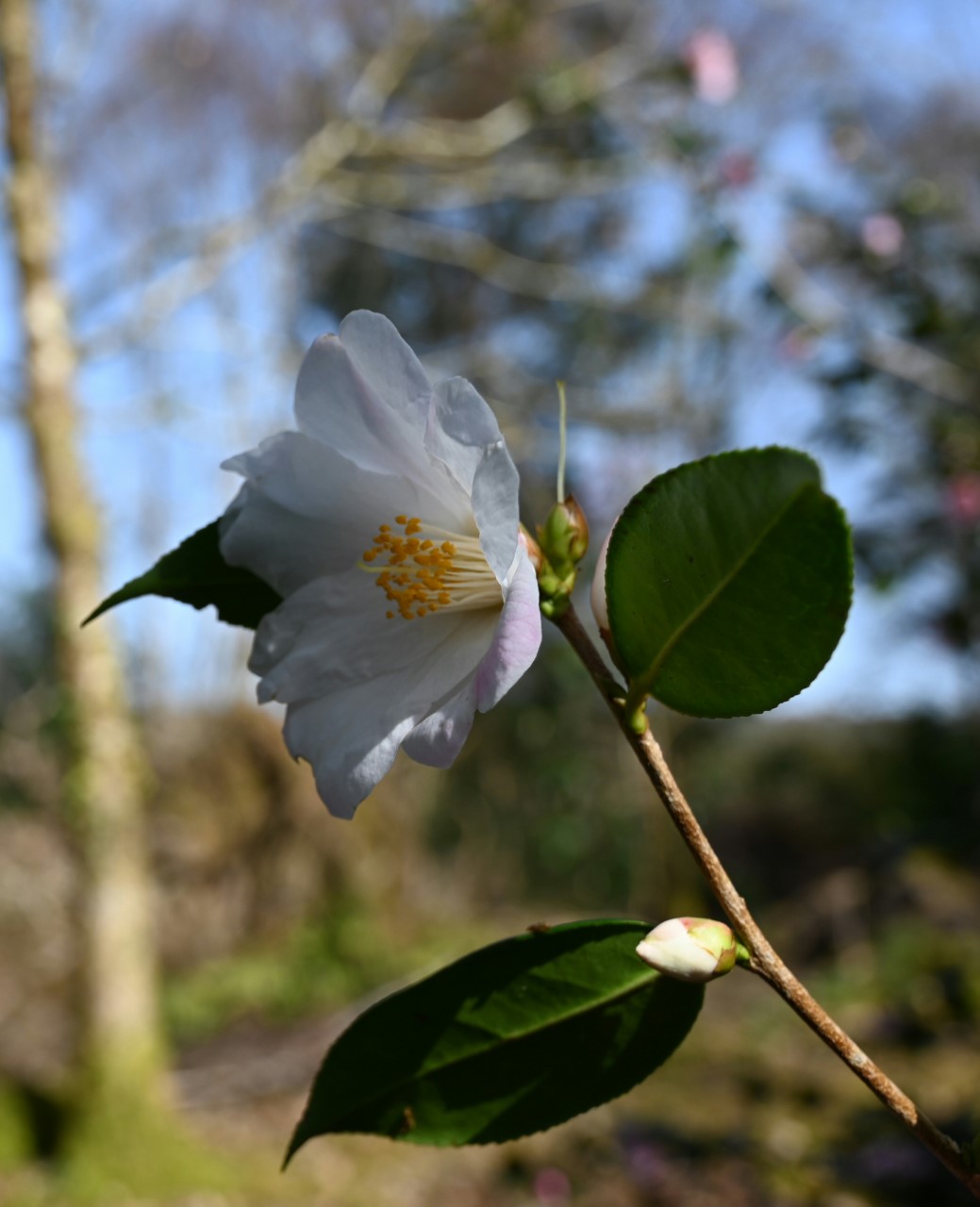 C. 'Cornish Snow'